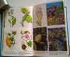 piante aromatiche e medicinali 2.jpg (141296 byte)